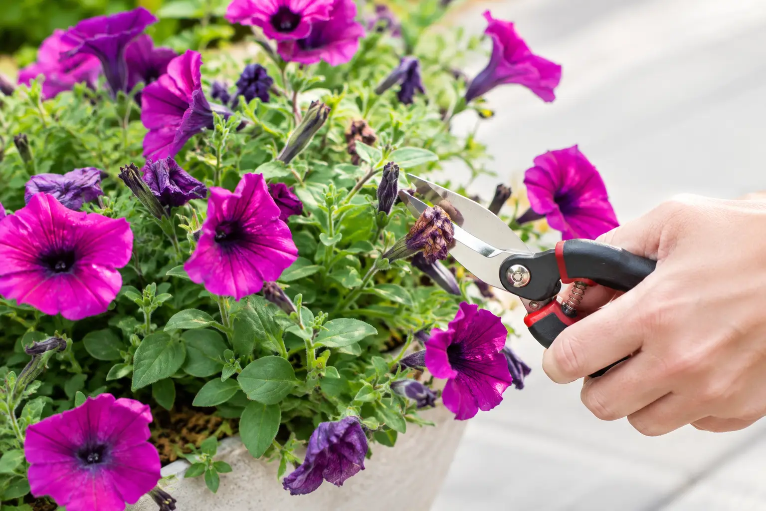 How to Deadhead Petunias for More Flowers