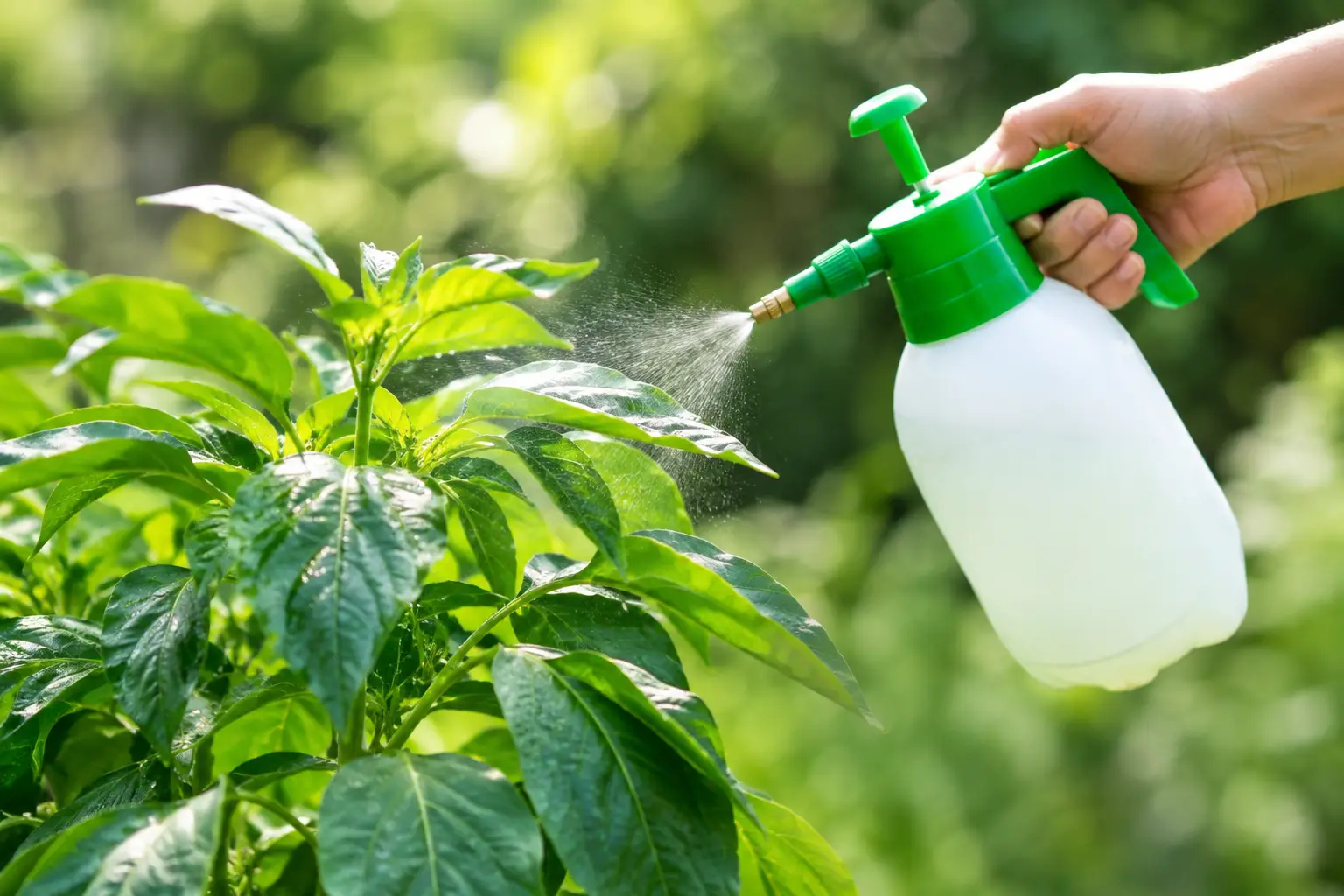Cuándo aplicar fertilizante foliar a tus plantas