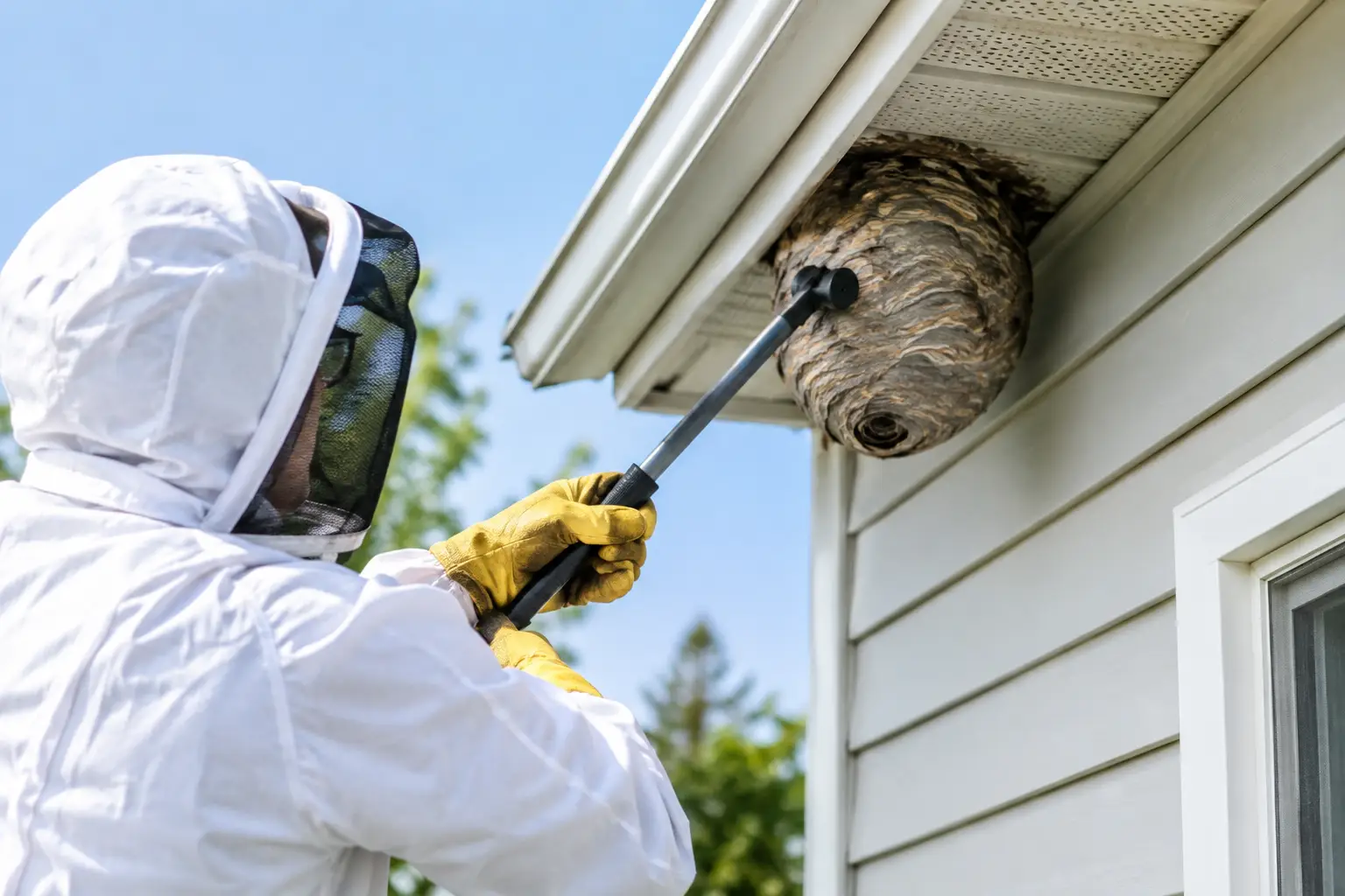 Wasp Nest Removal Melbourne for Safer Homes