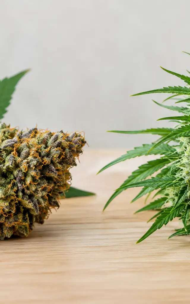 Hybrid Strains Versus Sativa: Which Suits You?